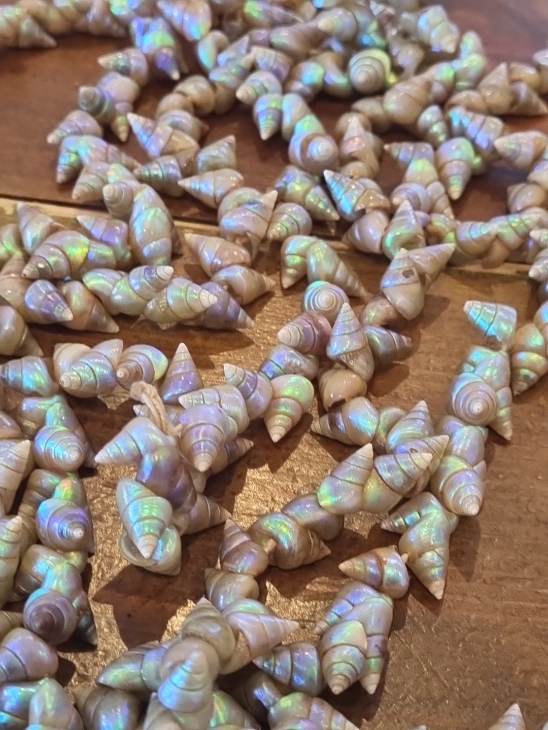 SUPERB VINTAGE TASMANIAN ABORIGINAL MAIREENER SHELL NECKLACE LONG 123cms 1930s