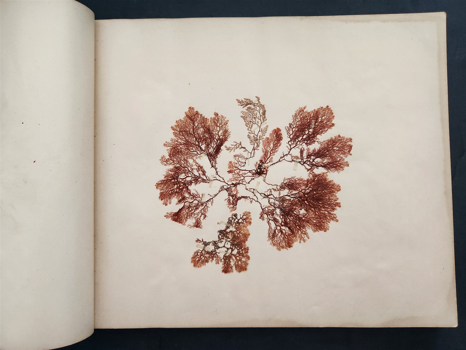 1883 antique SEAWEED pressed ALBUM monterey ca EUGENIE PHILLIPS specimen book