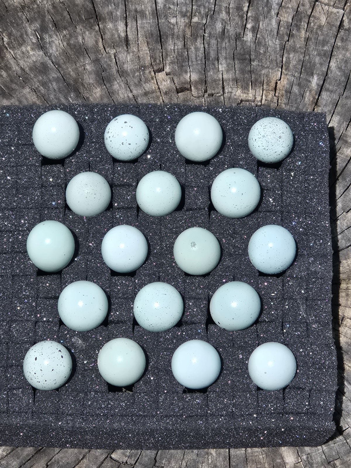 25+ **RARE COLORS** Celadon Blue Coturnix Quail Hatching Eggs