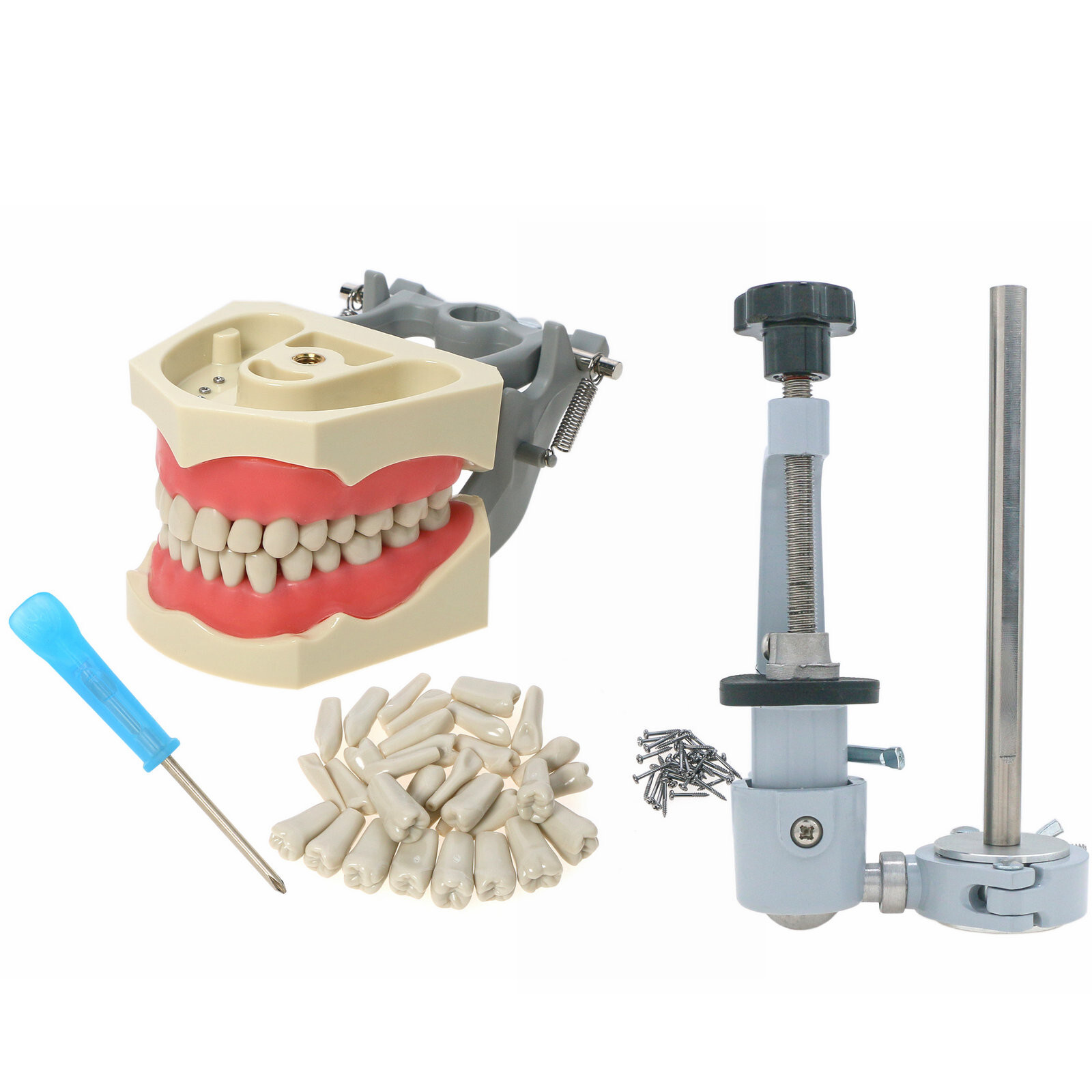 US Columbia Dentoform 860 Type Dental Typodont Model 32pcs Removable Teeth