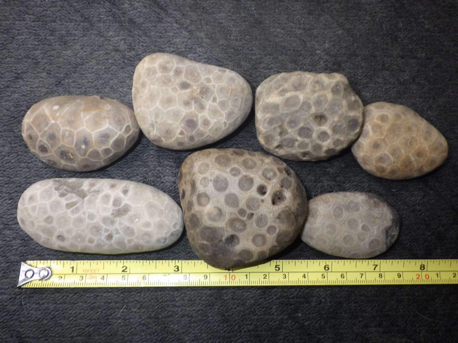 Unpolished Petoskey Stones High Grade