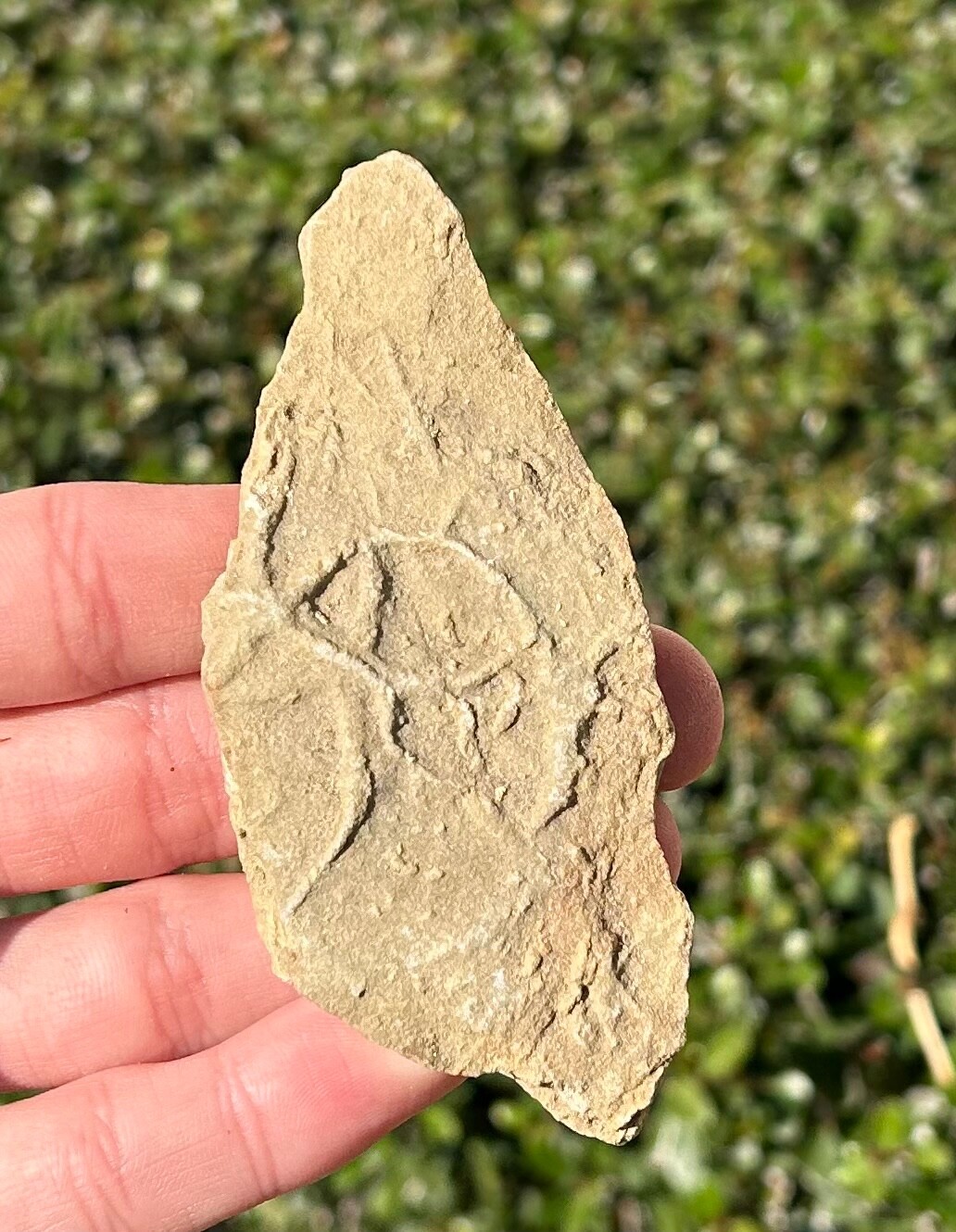 France Fossil Starfish in Matrix Asterie lumbricalis Triassic Age Echinoderm