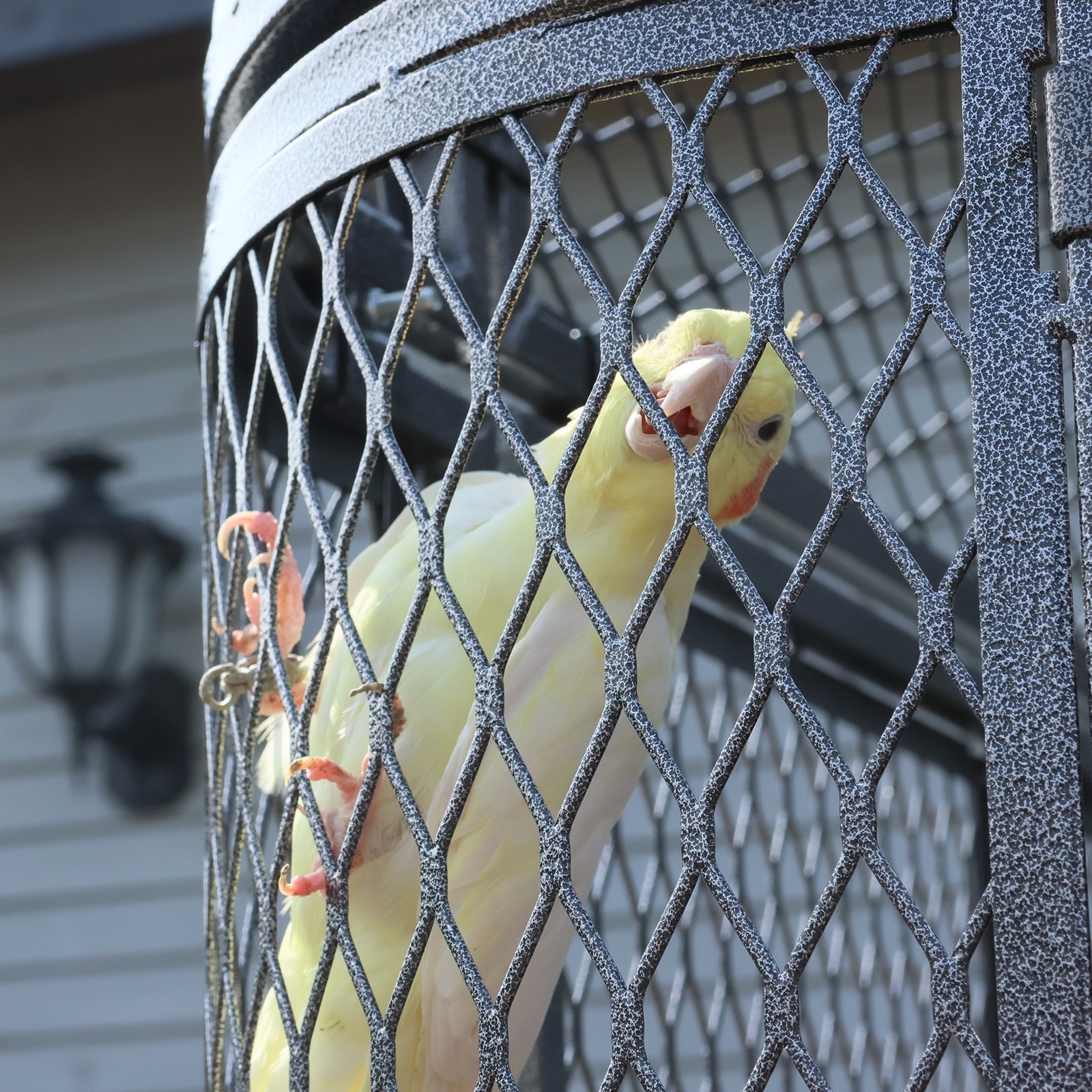 Large Walk-in Bird Cage Aviary for Parrot Macaw Finch Outdoor Metal Enclosure