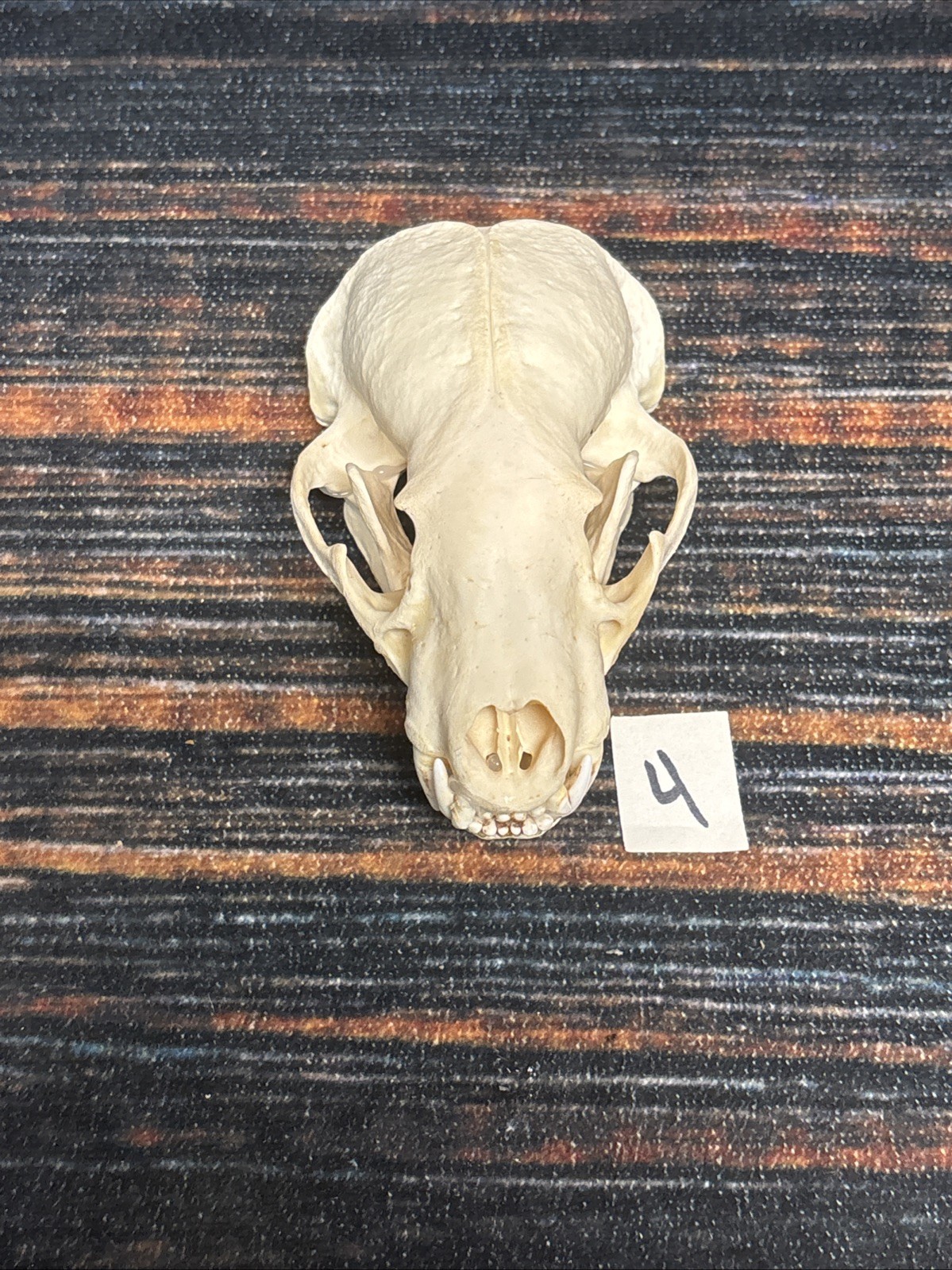Real XL Badger Skull Unique Gift Halloween Craft Animal Mount Art Model Head Odd
