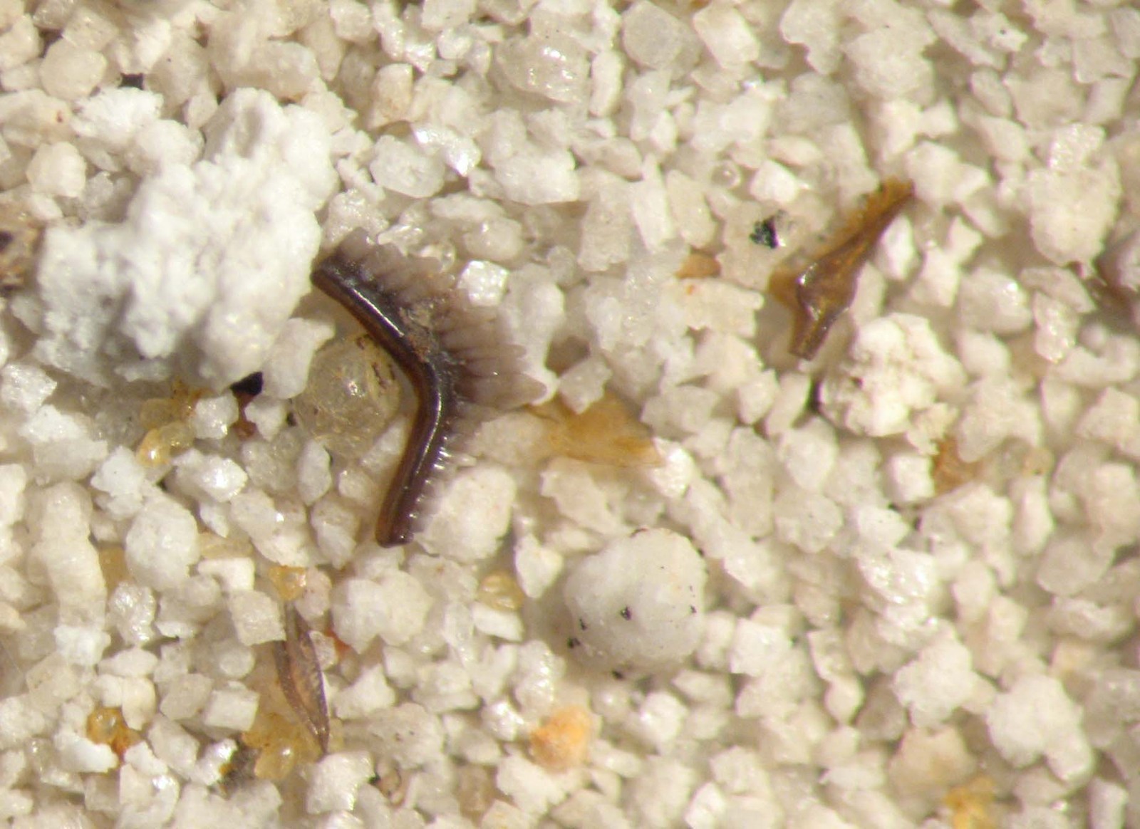 Devonian conodont rich micro fossil sample New Albany Shale excellent specimens