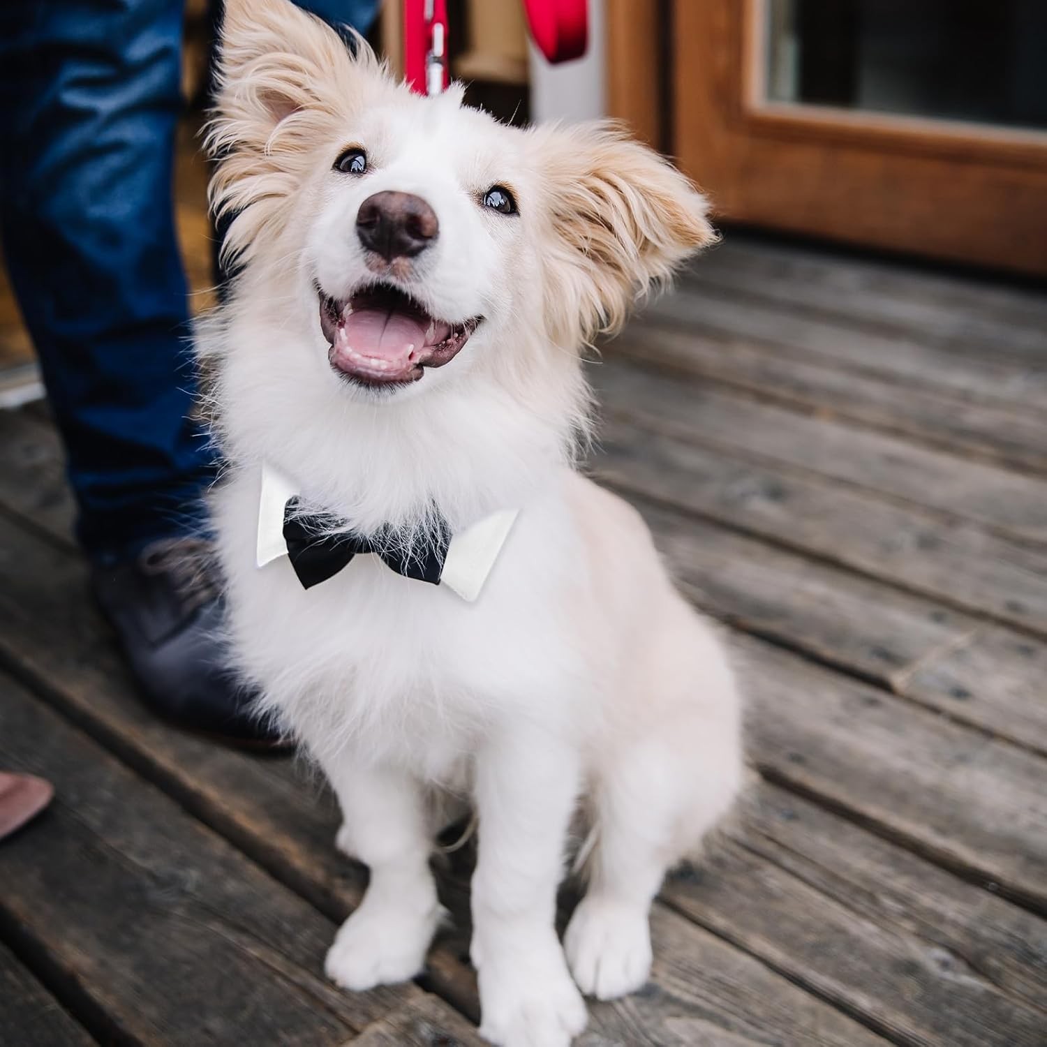 Black Cat Bow Tie Collar Adjustable Formal Necktie for Cats & Small Dogs