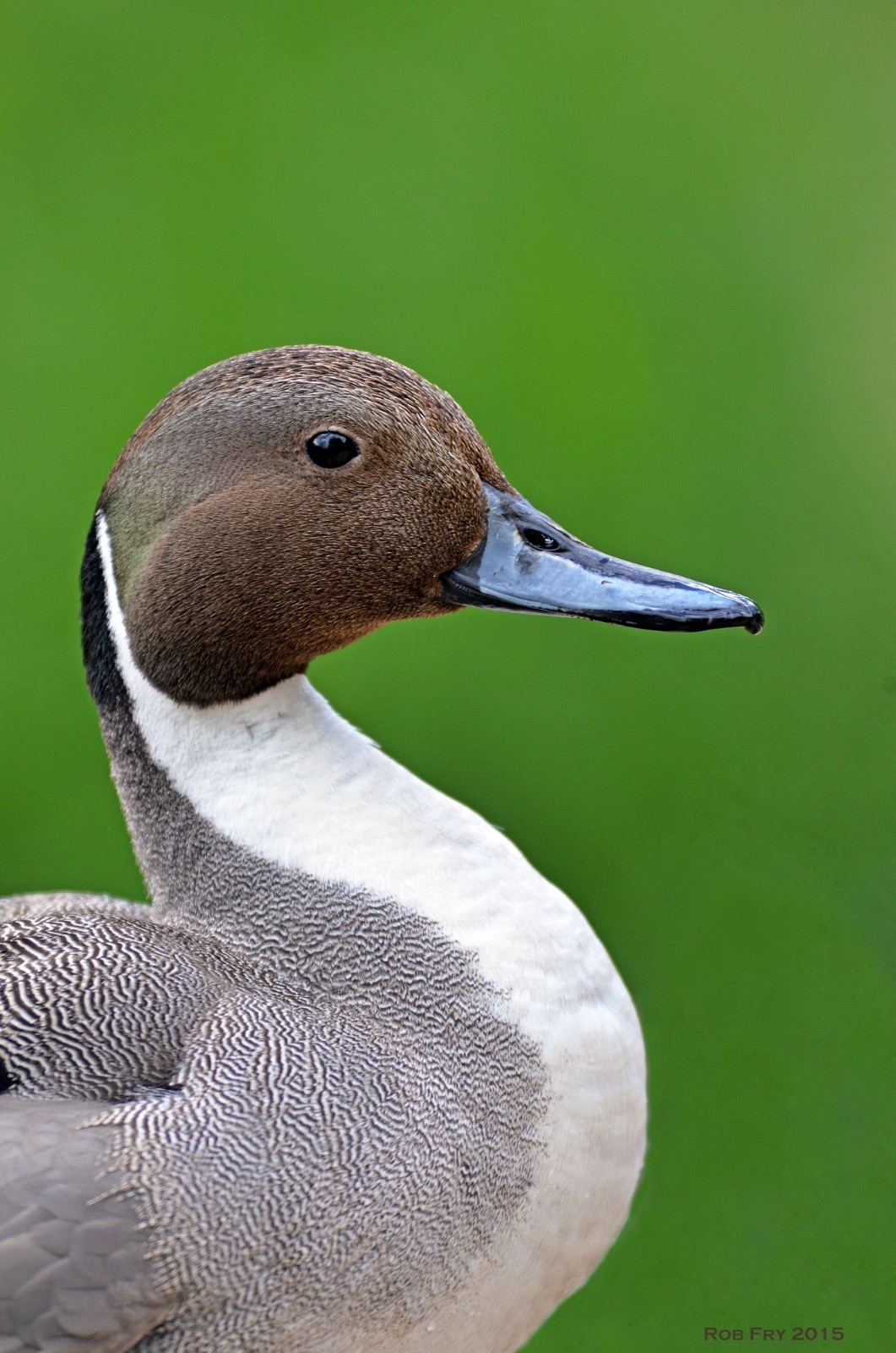 5 pair of New Concept Glass Eyes for Taxidermy and Decoy Making. Dark Brown
