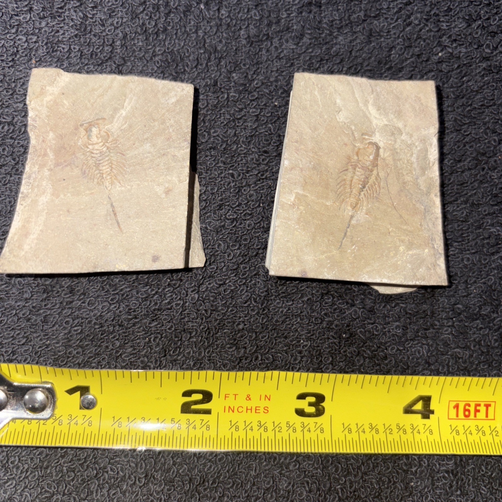 Positive And Negative Of Rare Trilobite With Long Spine Lower Cambrian