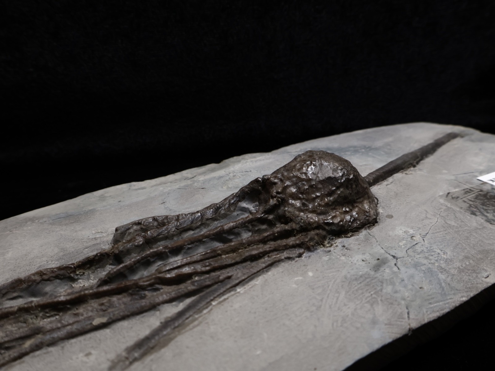 Stately Caryocrinites ornatus Fossil, Crinoid Relation, Middleport, New York