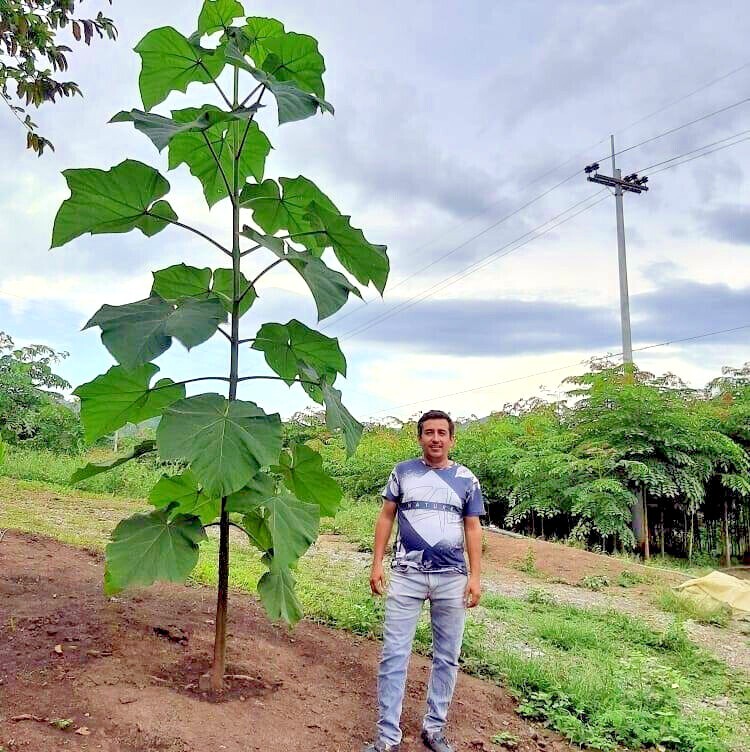 50 Royal Empress (Paulownia tomentosa) Seeds "FASTEST GROWING TREE in the WORLD"