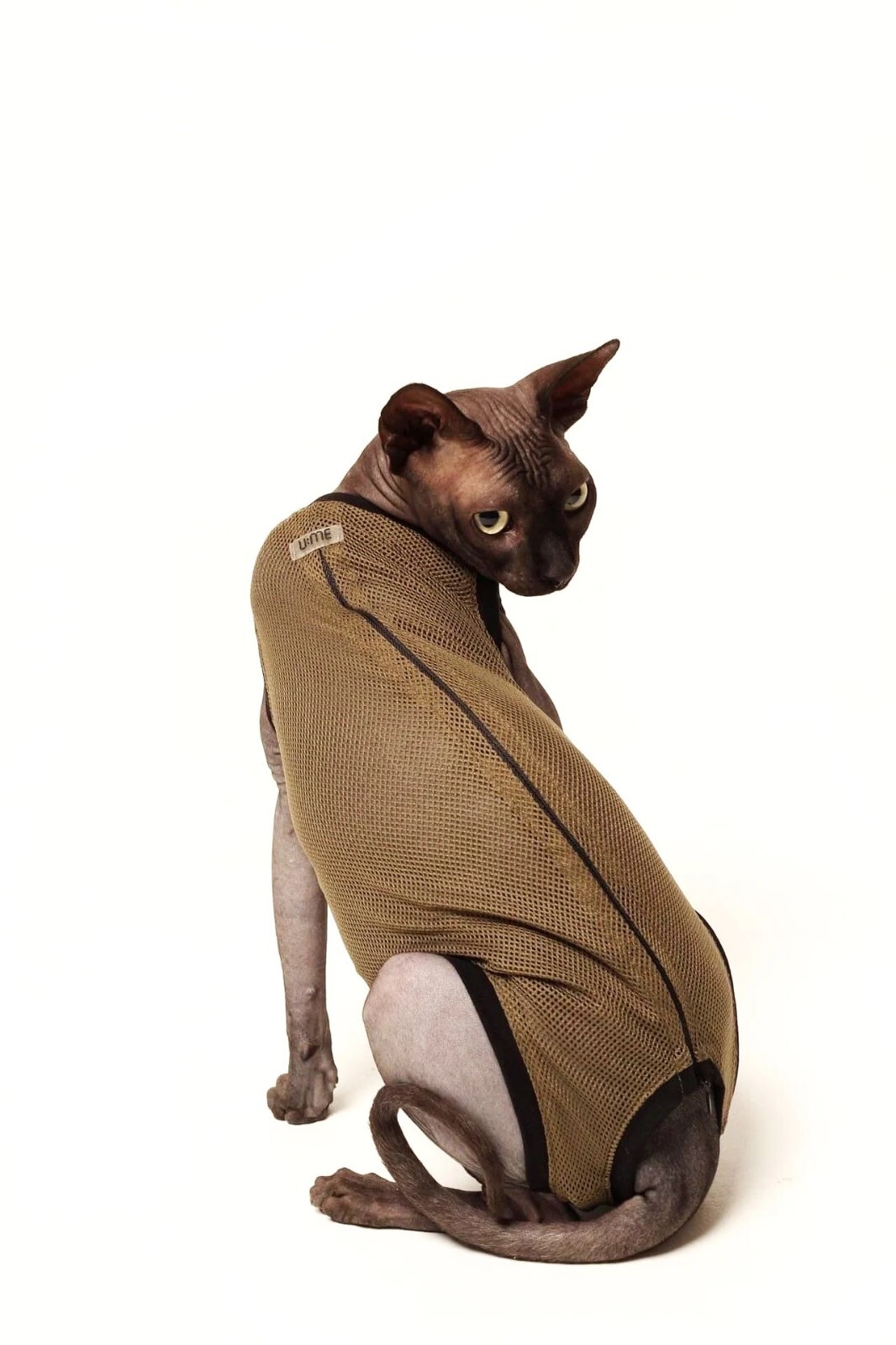 Washable Cat Diaper, Cat Stud Suit, Allows for Defecating in Litter Box