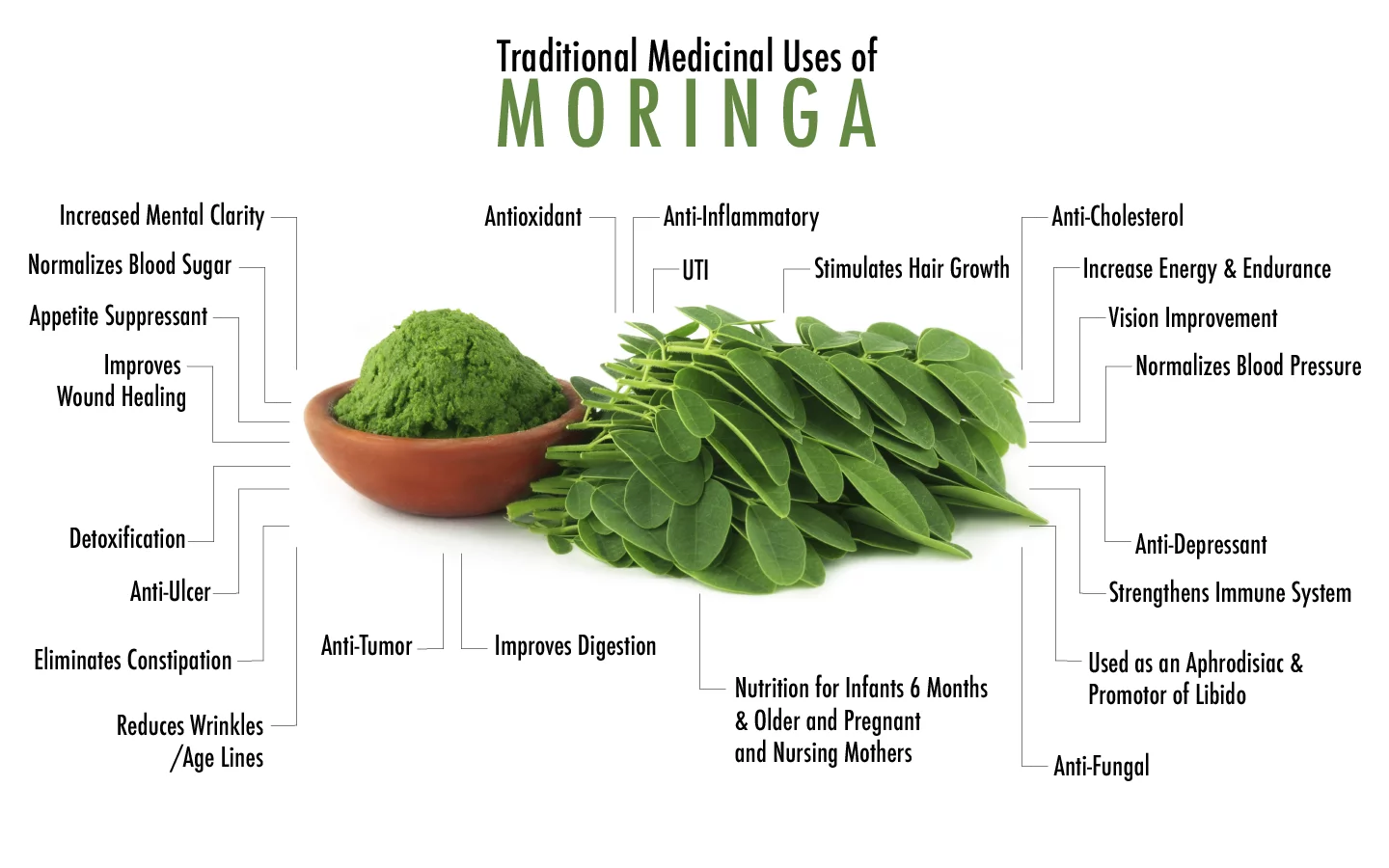Moringa Seeds for Planting | Non-GMO Wingless from India Very Fresh | Bulk