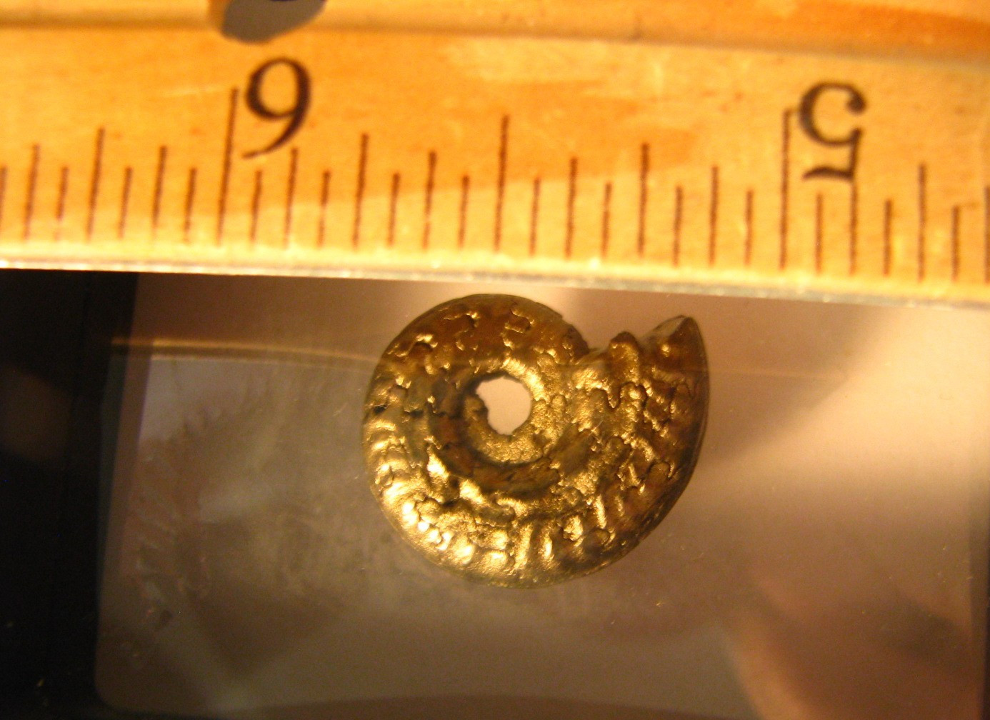 20mm GOLDEN PYRITE AMMONITE FOSSIL THUMBNAIL IN DISPLAY CASE RARE GERMANY #351