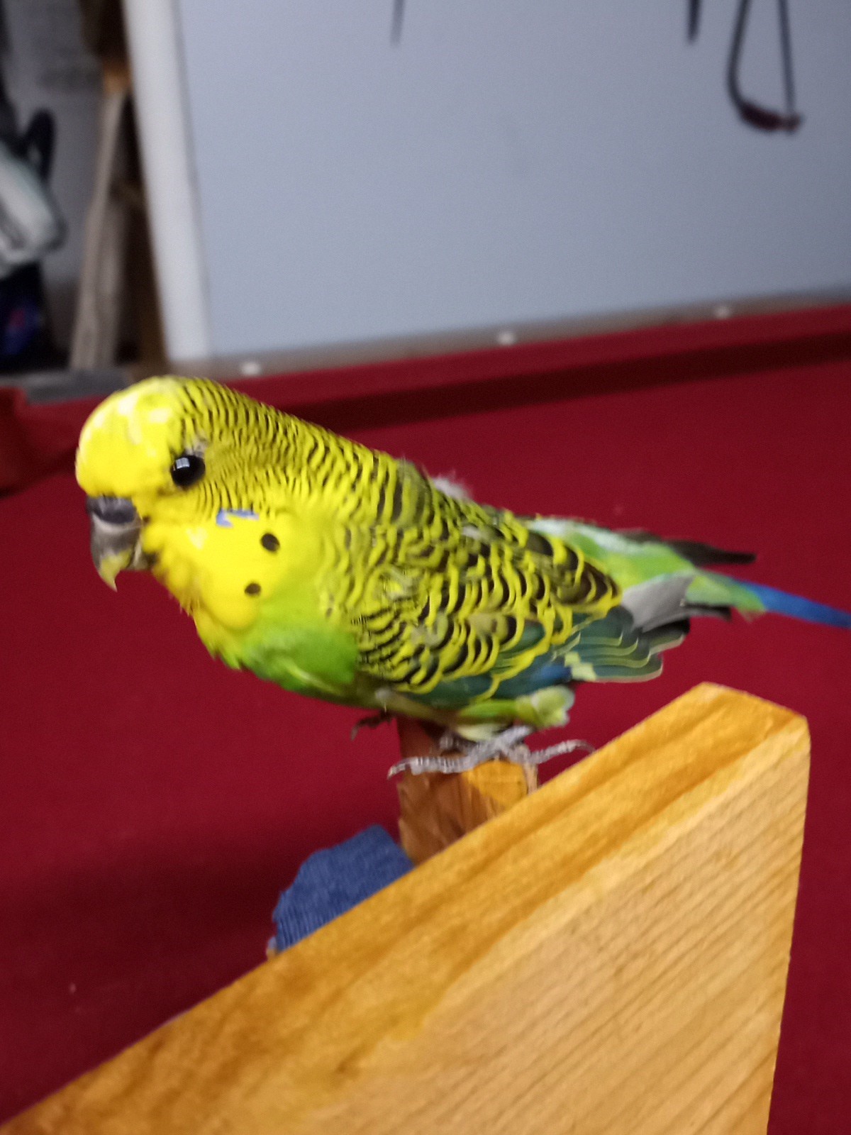 DUAL PARAKEET TAXIDERMY WALL OR TABLE DECORATION Bulgarian Parakeets