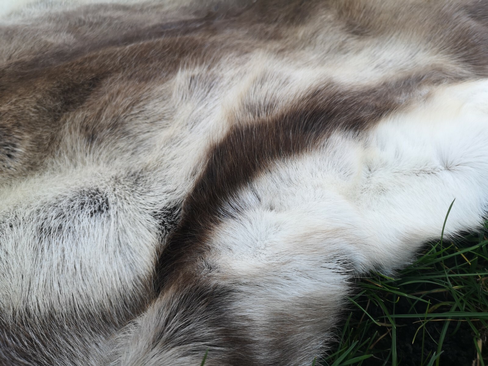 Top Öko XL Rentierfell Rentier Hirsch Fell Orginal Aus Finnland Premium Neu