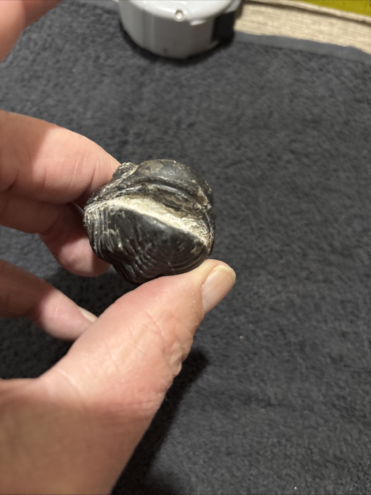 Rolled Pedinopariops Devonian. A Bit Rough, But Still Pretty Good. Good Size