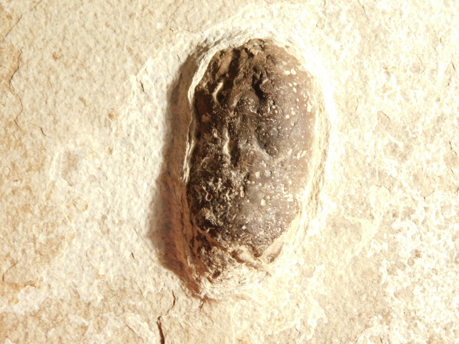 BIG! CROCODILE / TURTLE Coprolite or Fossil Turd From Wyoming 586gr