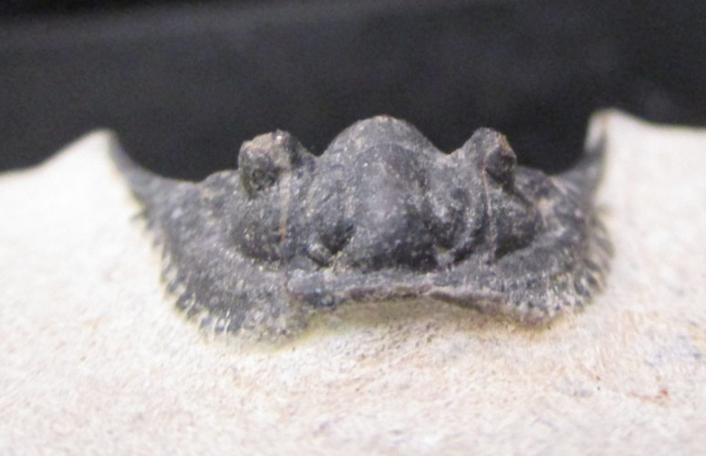 Super Spiny leonaspis Trilobite fossil From the Devonian of Morocco