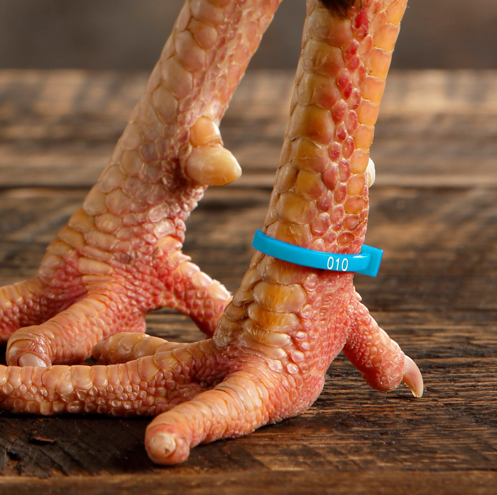 50 ZBand Numbered Poultry Leg Bands 5 Fluorescent Colors Per Pk 1 SZ Fits All