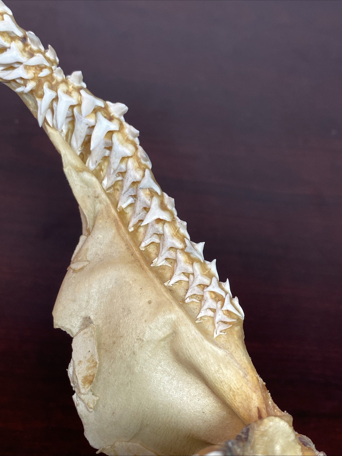 Vintage Bull Shark Jaw Taxidermy 4 Rows Of Teeth 9.5” Wide x6.25” Nautical Decor