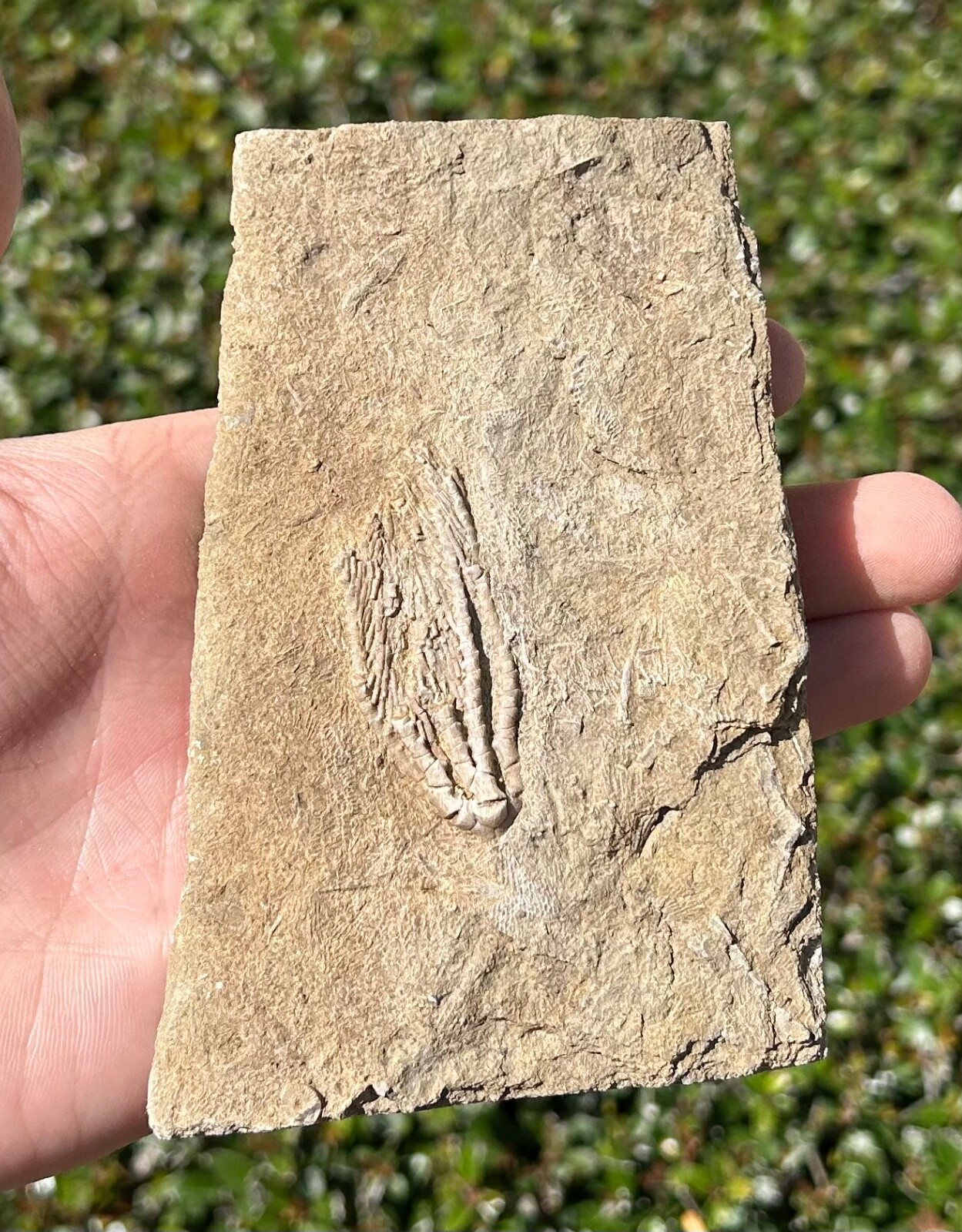 Fossil Crinoid in Matrix Aphelecrinus Alabama Bangor Limestone Formation