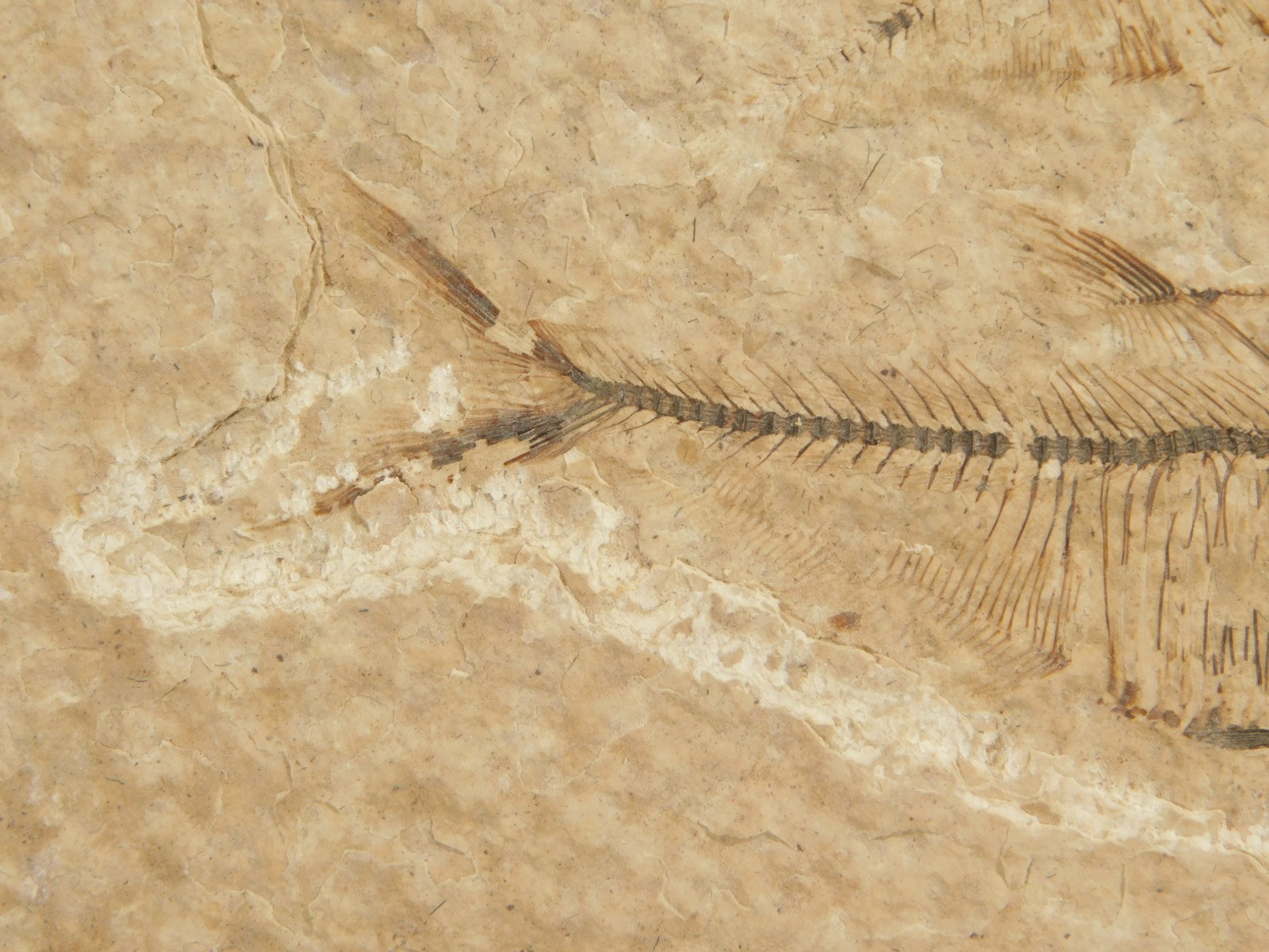 X-RAY Bones! 50 Million Year Old Diplomystus FISH FOSSIL Wyoming 152gr