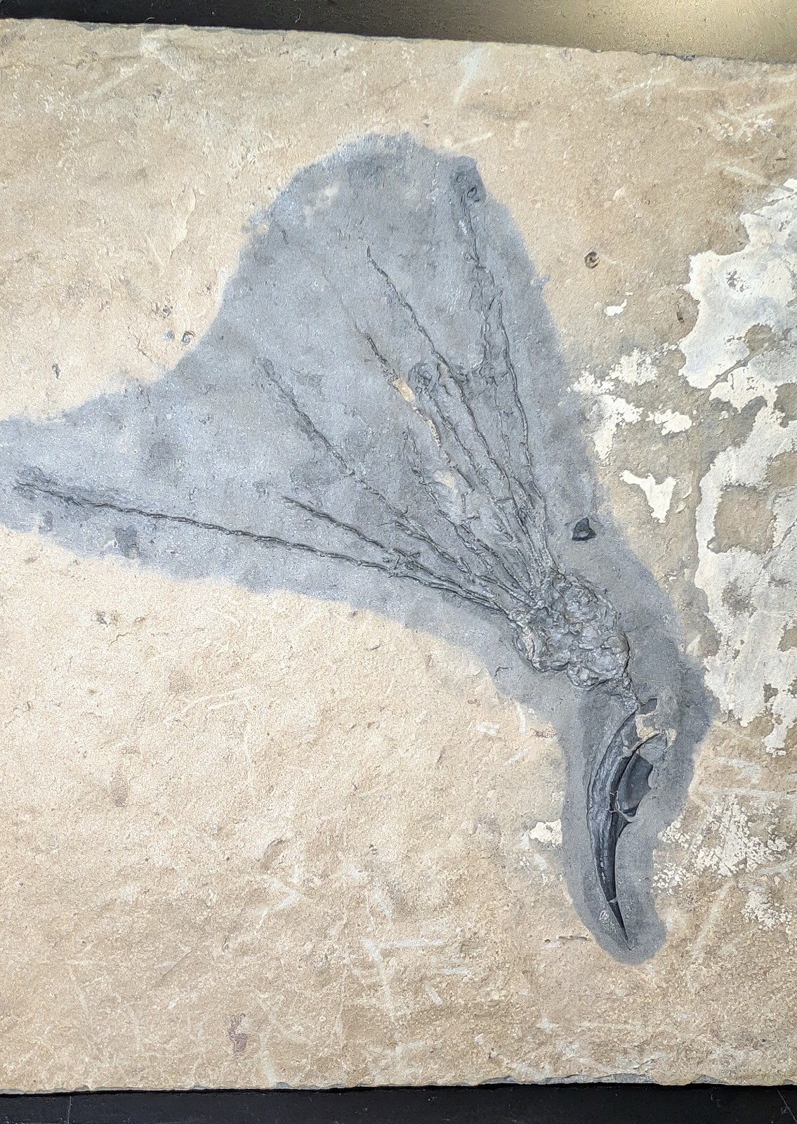 Gogia granulosa Fossil Wheeler/Marjum Formation, Utah Cambrian Proto-echinoderm