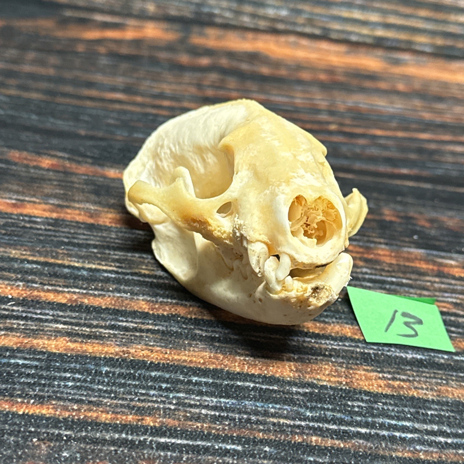 Real XL Badger Skull Unique Gift Halloween Craft Animal Mount Art Model Head Odd