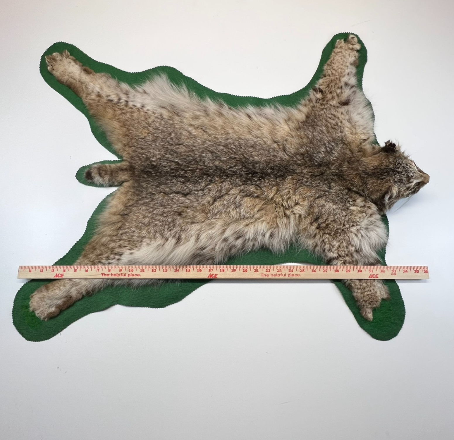 Vtg. Bobcat Taxidermy Rug Mount Full Body Green Felt Border Rustic Cabin Decor