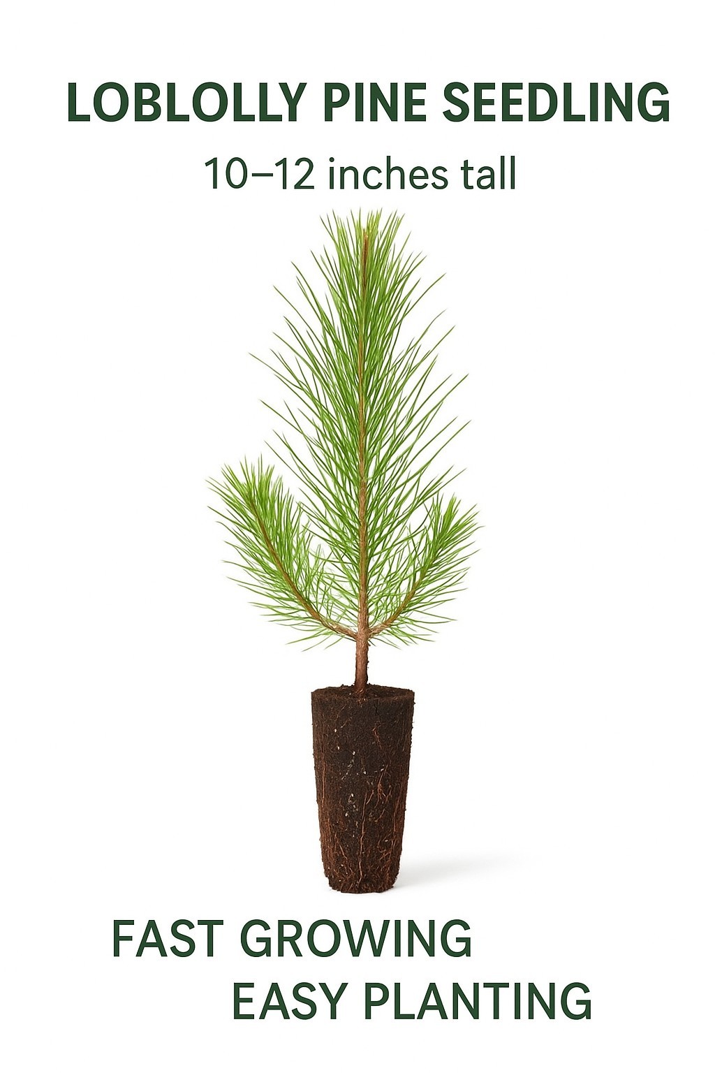 150 Loblolly pine tree containerized seedlings