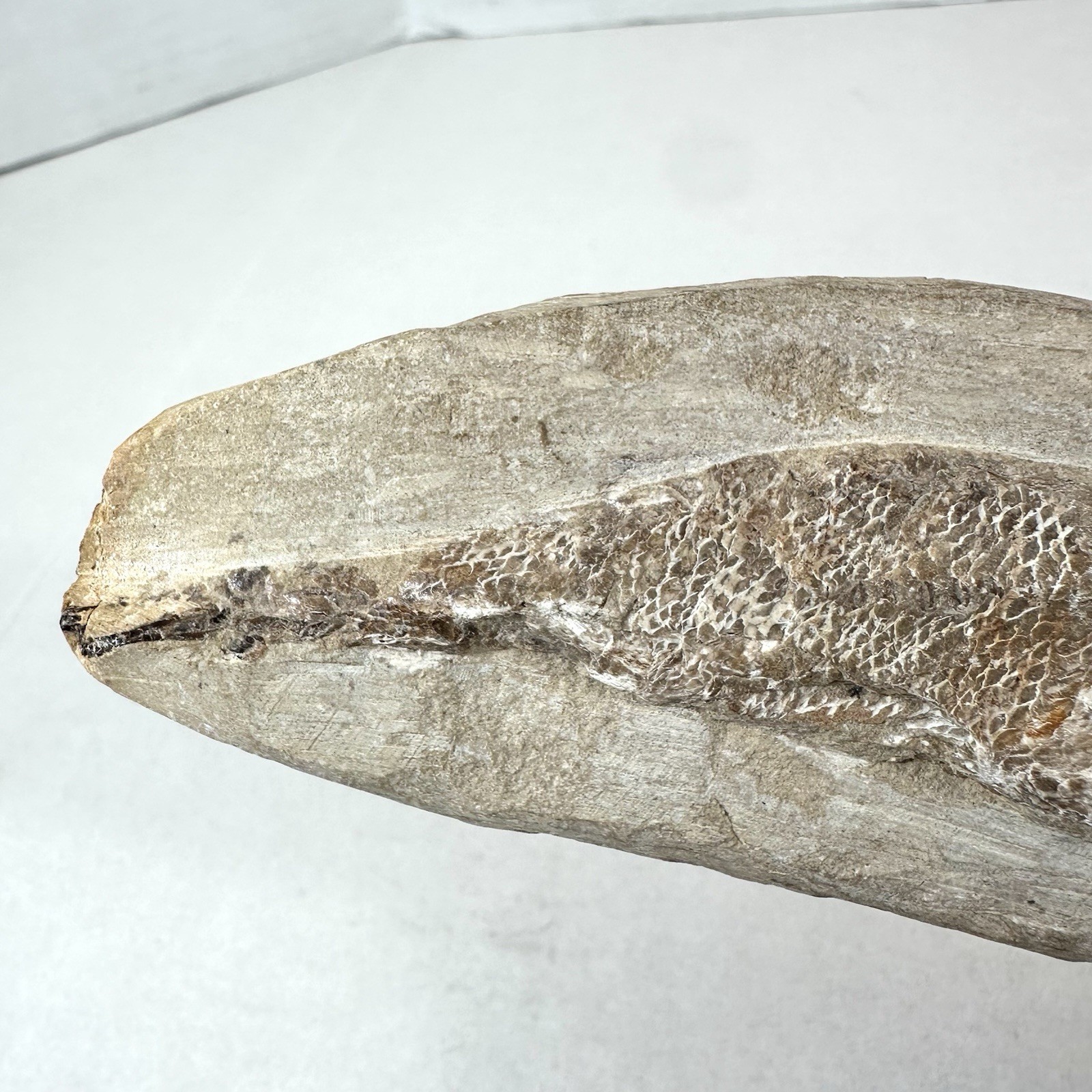 Fossil Fish Encased In Stone Rock Fossilized 6”