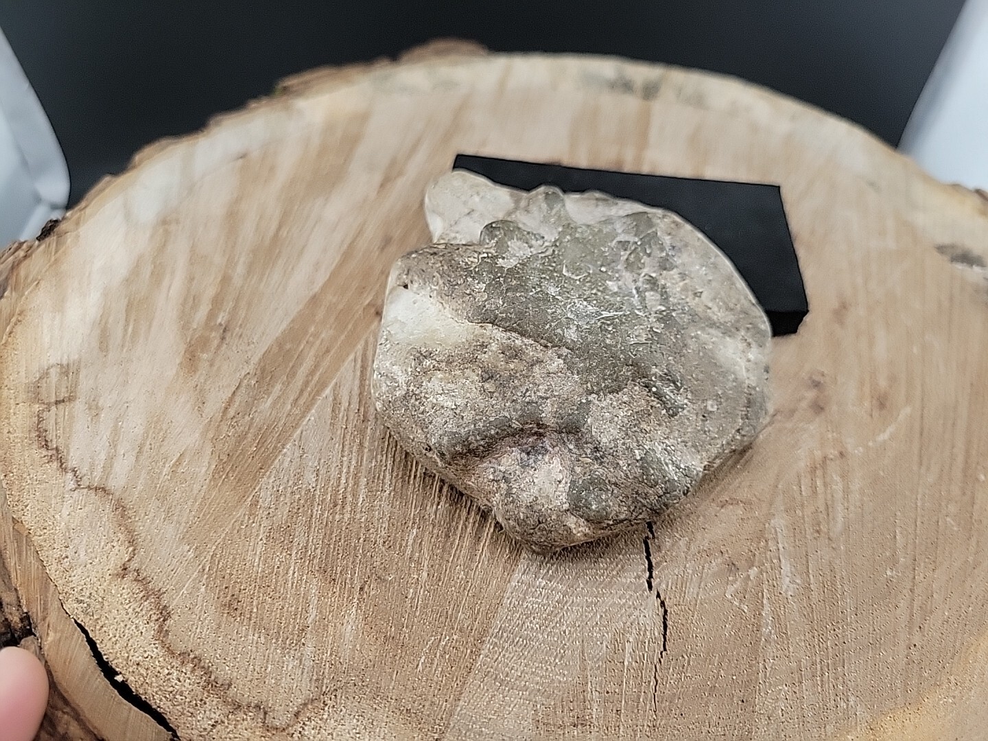 Horseshoe Crab Fossil In Stone Matrix