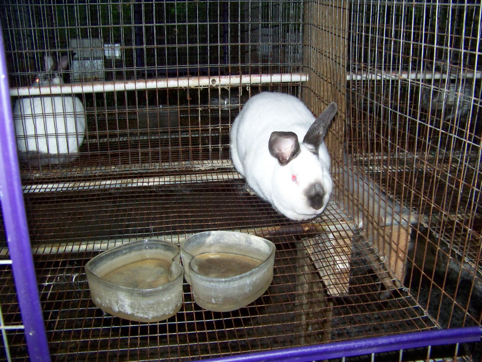 20 LBS Rabbit Manure Poop Organic Garden Plant Fertilizer