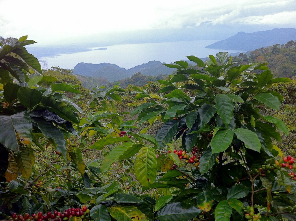 5 LBS HONDURAS HONDURAN FRESH UNROASTED GREEN COFFEE BEANS - ORGANIC ARABICA