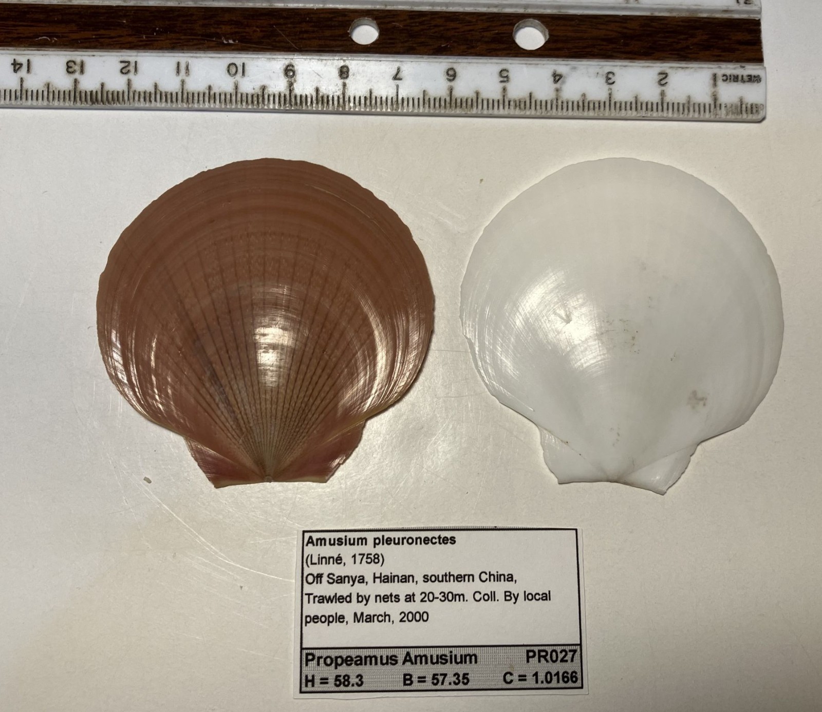 Amusium pleuronectes. Southern China. Great Shape. 60 mm