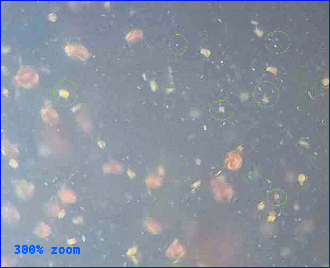 (Buy 2 Get 1 FREE) 500+ Live Daphnia Magna 500+ (FREE SHIPPING)