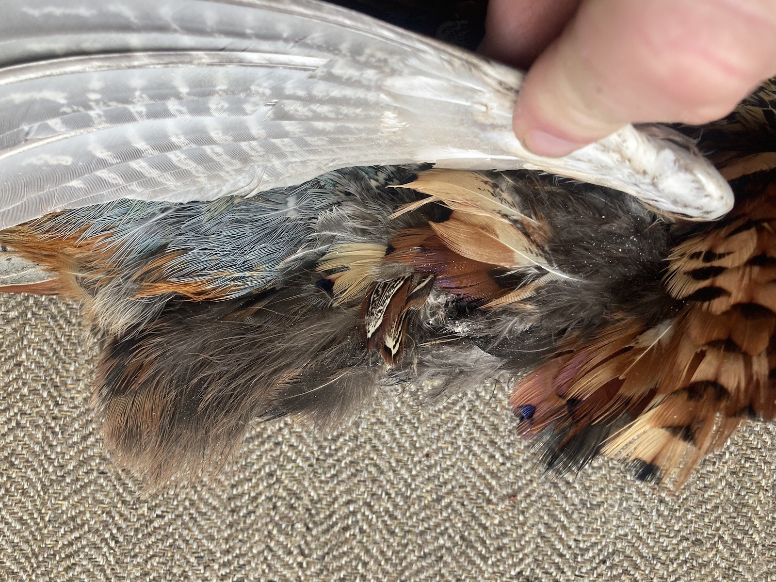 Rooster RINGNECK PHEASANT SKIN 2 Wings Tail Feathers Wall Art Taxidermy Man Cave