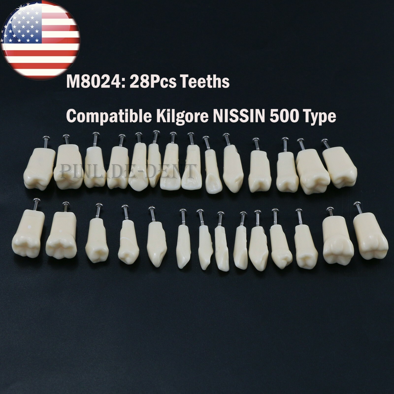 Kilgore NISSIN 200/500 Type Dental Typodont Model With Screw-in Removable Teeth