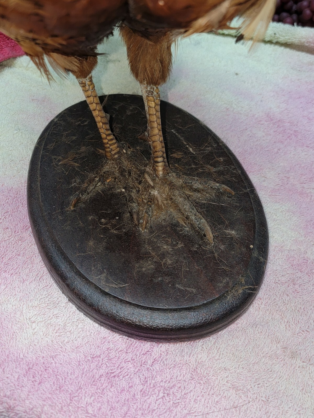 Female Hen Ringneck Pheasant Hen Taxidermy Mounted Plack/ Beautiful 😍 Colors