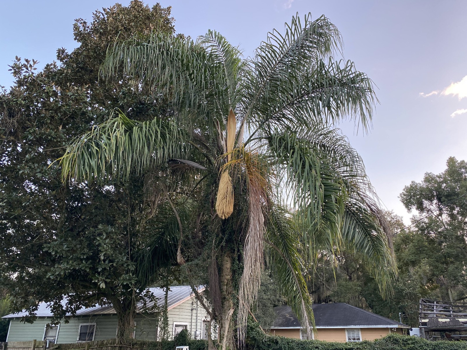 Butiagrus Seeds! F1 Hybrid Mule Palm Seeds. Rarely Ever Offered! Cold Hardy!