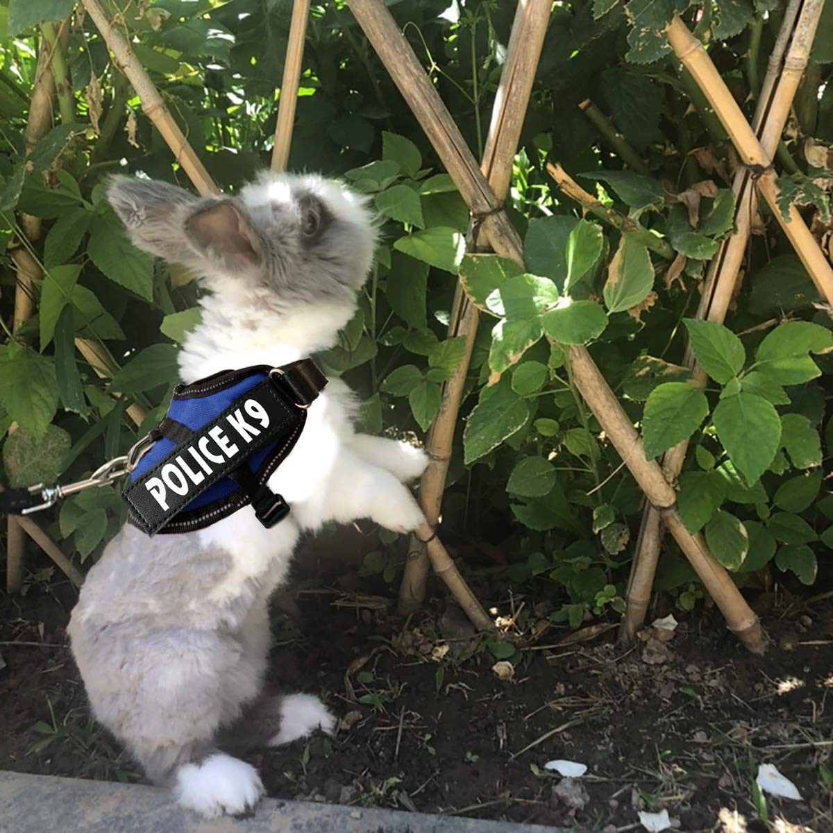 Rabbit Harness with Leash for Bunny Rabbits Cats Small Animals Blue