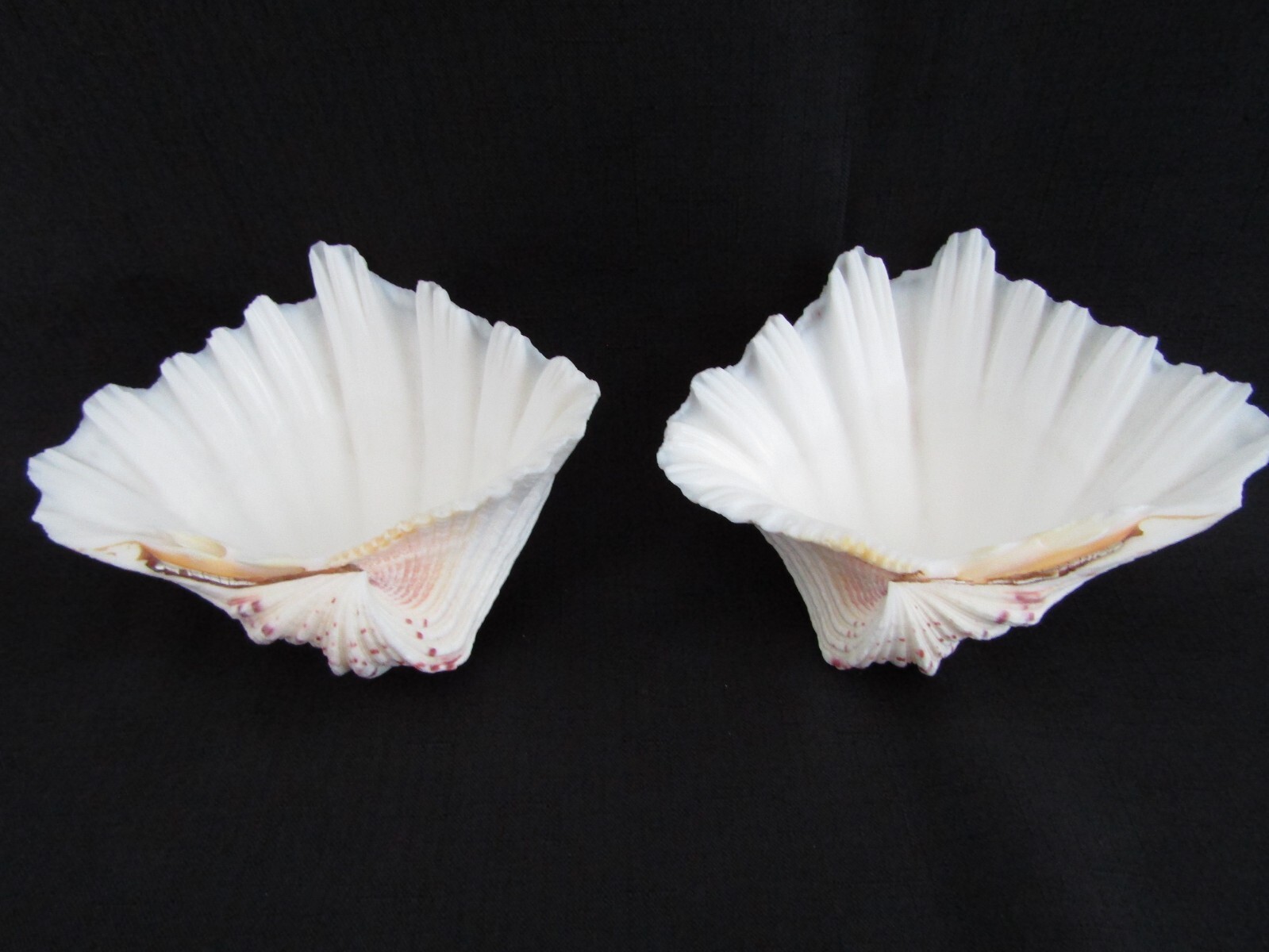 Genuine Bear Paw Hippopus Clam 6.5" x 5.5" Seashell EUC