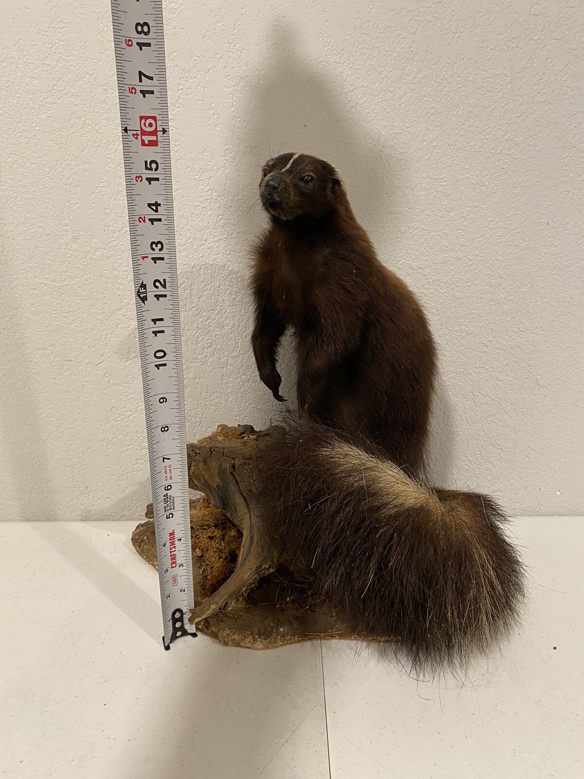 Rare Adult Brown Striped Skunk Taxidermy Mounted 16” Tall Vintage Oddity NICE