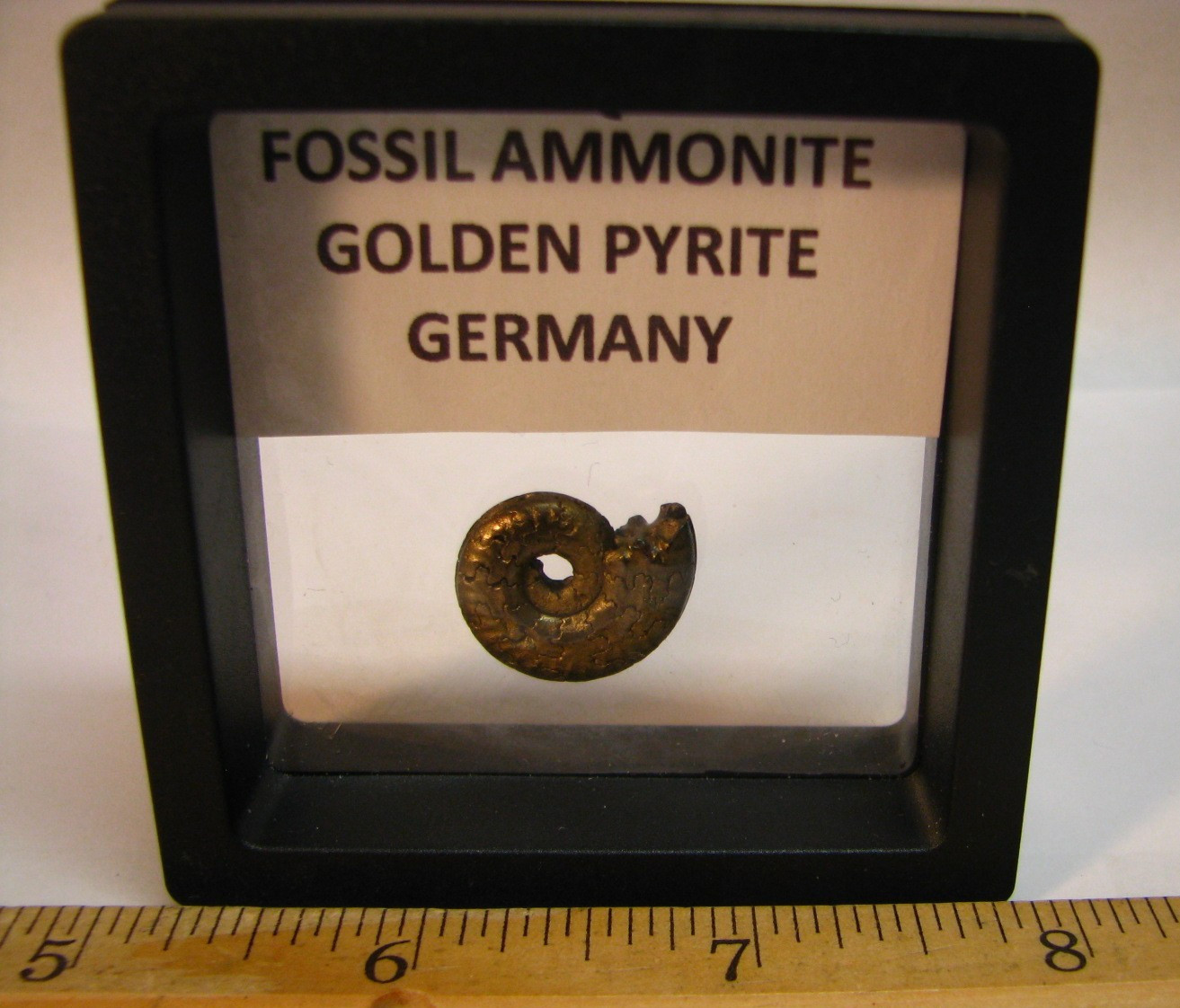 20mm GOLDEN PYRITE AMMONITE FOSSIL THUMBNAIL IN DISPLAY CASE RARE GERMANY #351