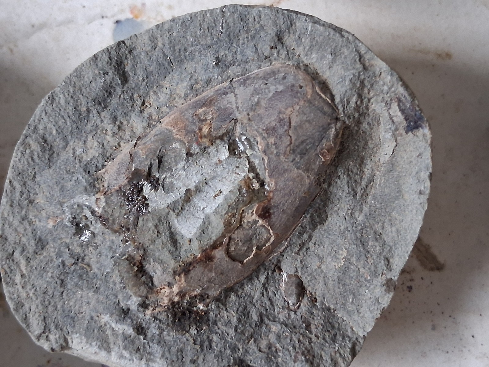 15 Unfinished Crab Fossil Lot Washington State