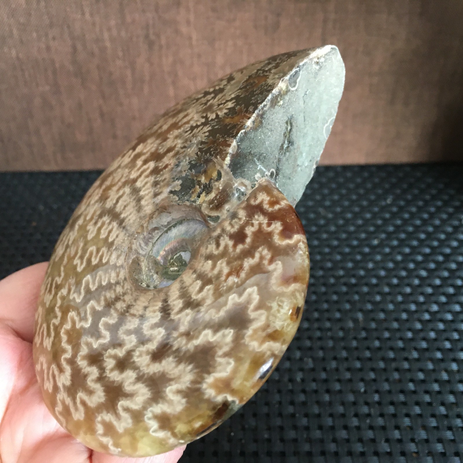 239g Natural polishing Ammonite crystal specimens fb1027