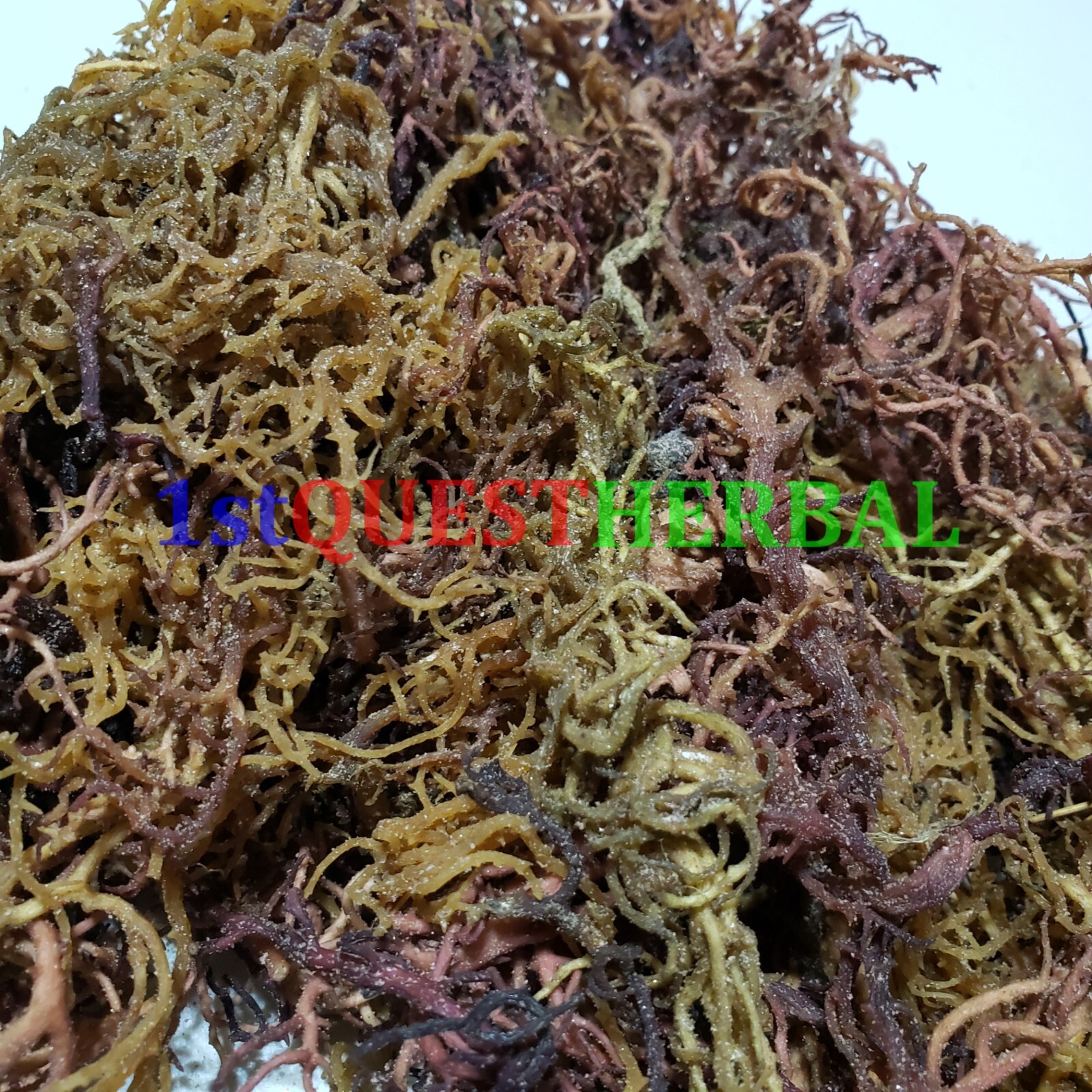 Organic Purple Irish Sea Moss I Wild Crafted Superfood I Raw Sun dried Seamoss