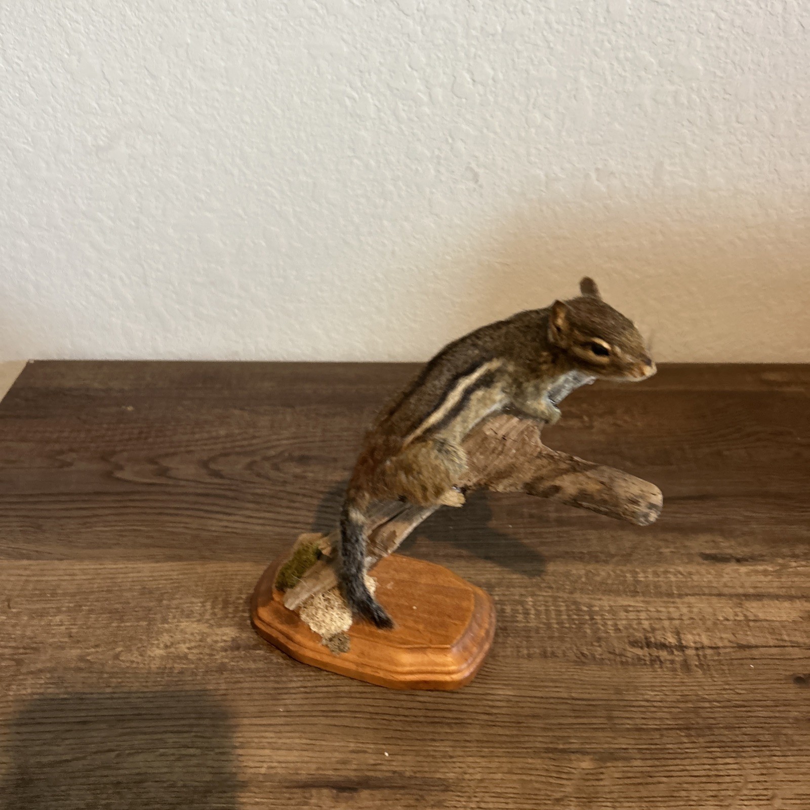 Chipmunk On Base ~ Taxidermy