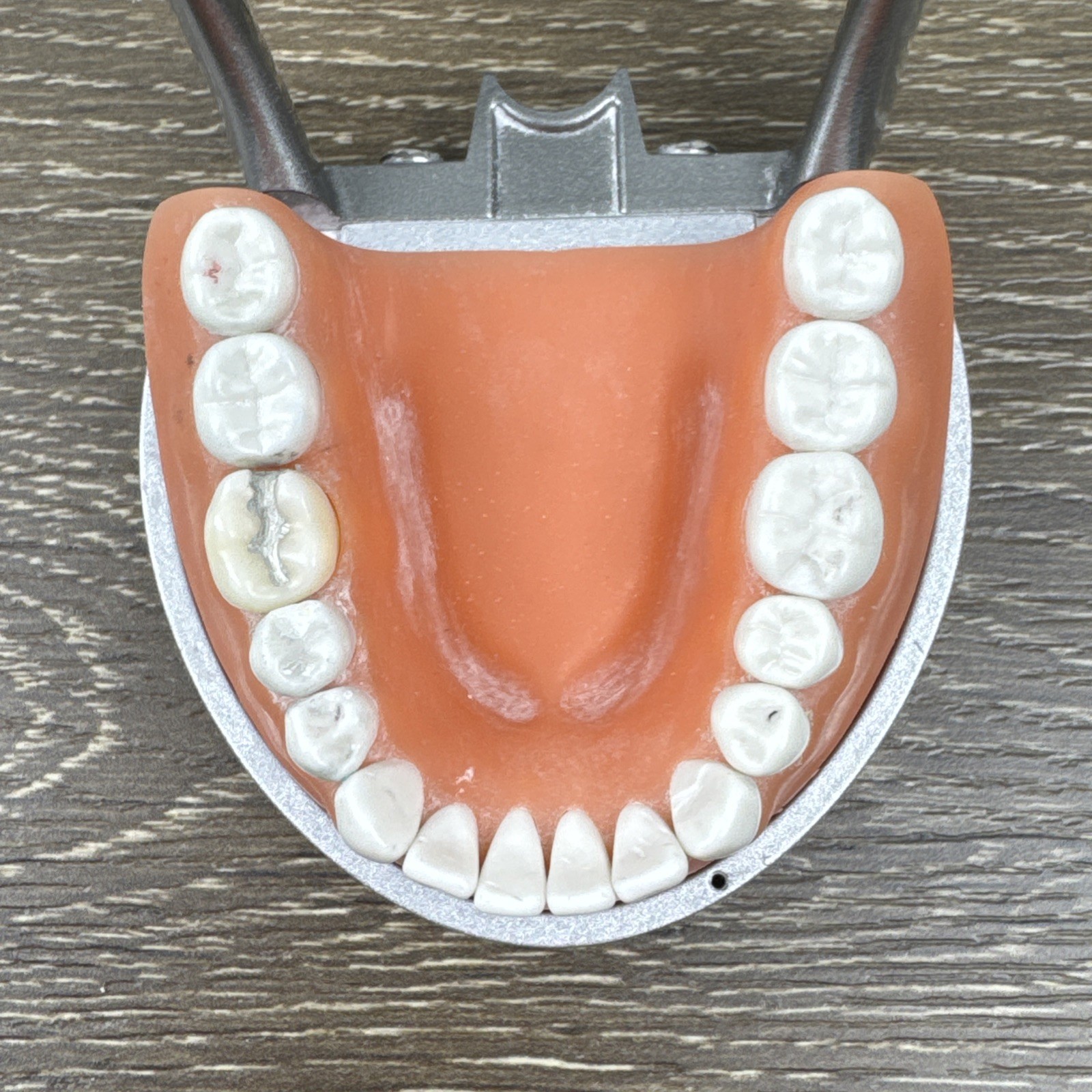 Acadental ModuPRO MP_R320 Restoration Typodont & Case WREB CDCA ADEX Teeth #54