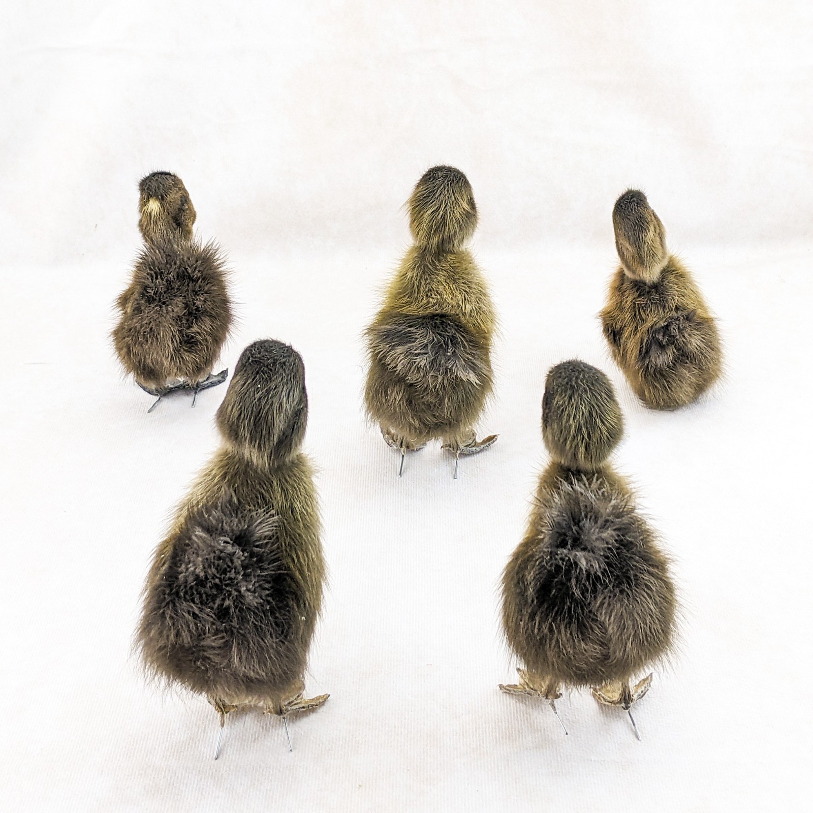 Domestic Duck Baby Duckling taxidermy species: A Platyrhynchos domesticus
